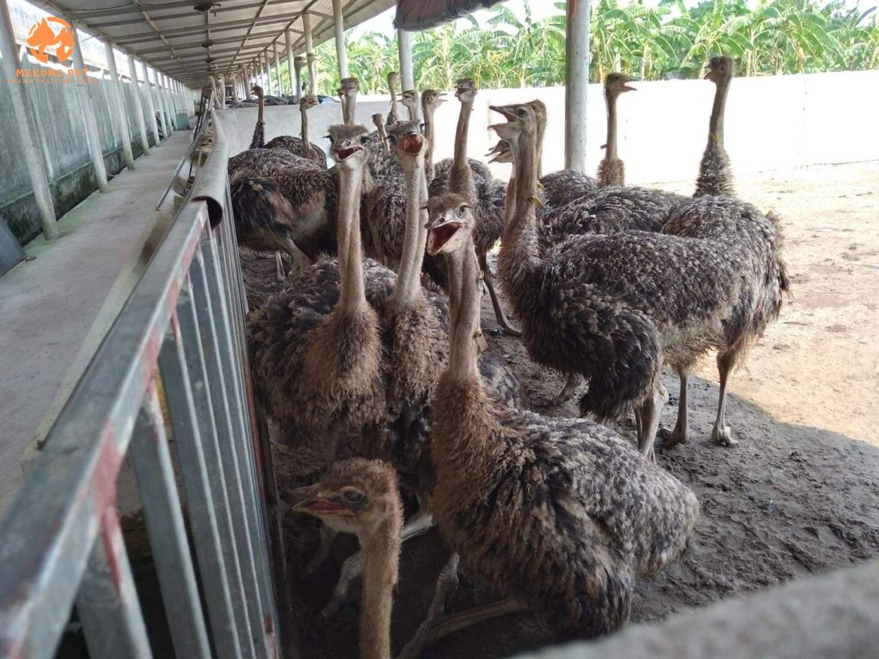Đà điểu 5 tháng tuổi có chiều cao gần bằng vói chiều cao con người